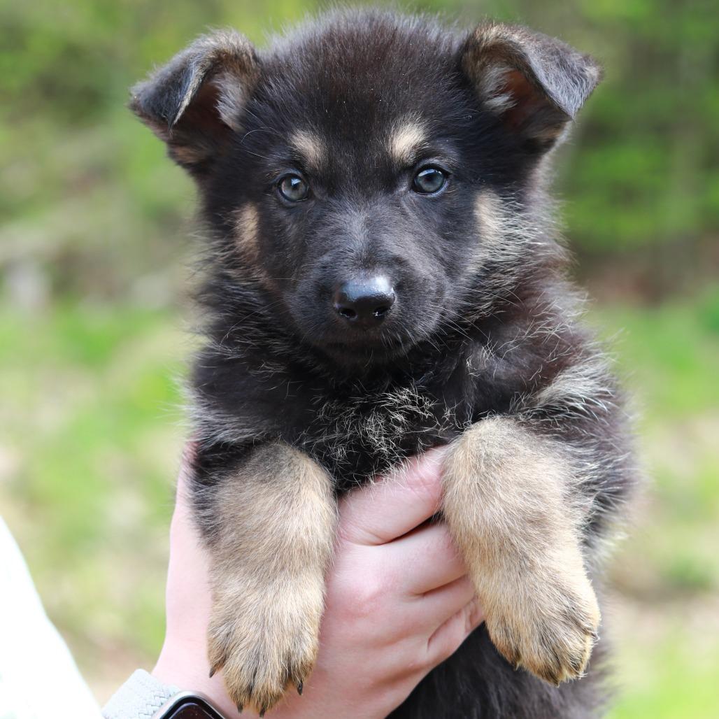 CT Yellowstone avail May 16, Adoptable, Puppy Male Shepherd & Mixed Breed.