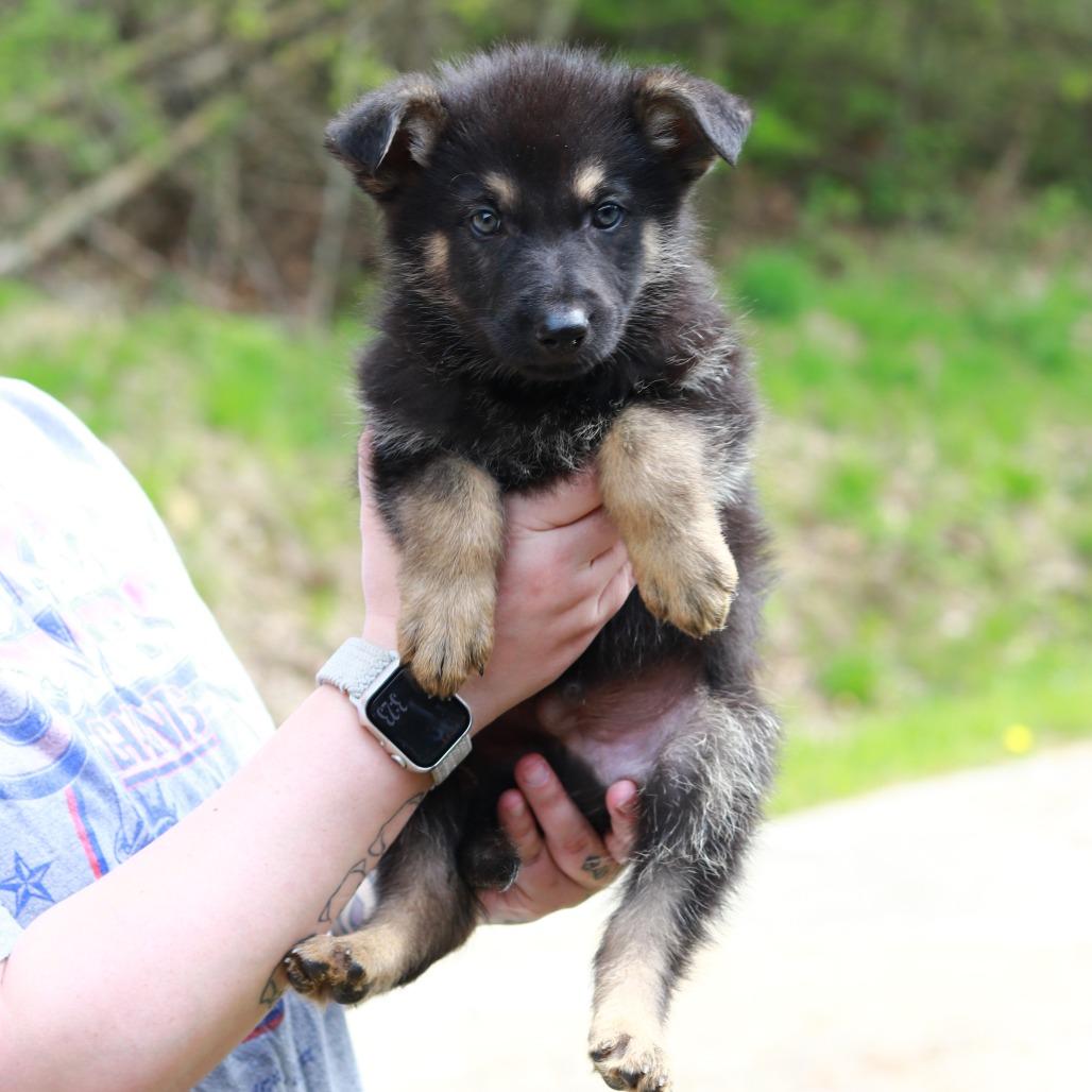 Enlarge CT Yellowstone avail May 16, a Adoptable mixed breed in Stormville, NY image 2/2