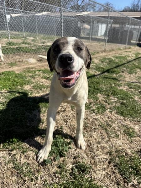 Enlarge Astoria, a Adoptable mixed breed in Morristown, TN image 1/2