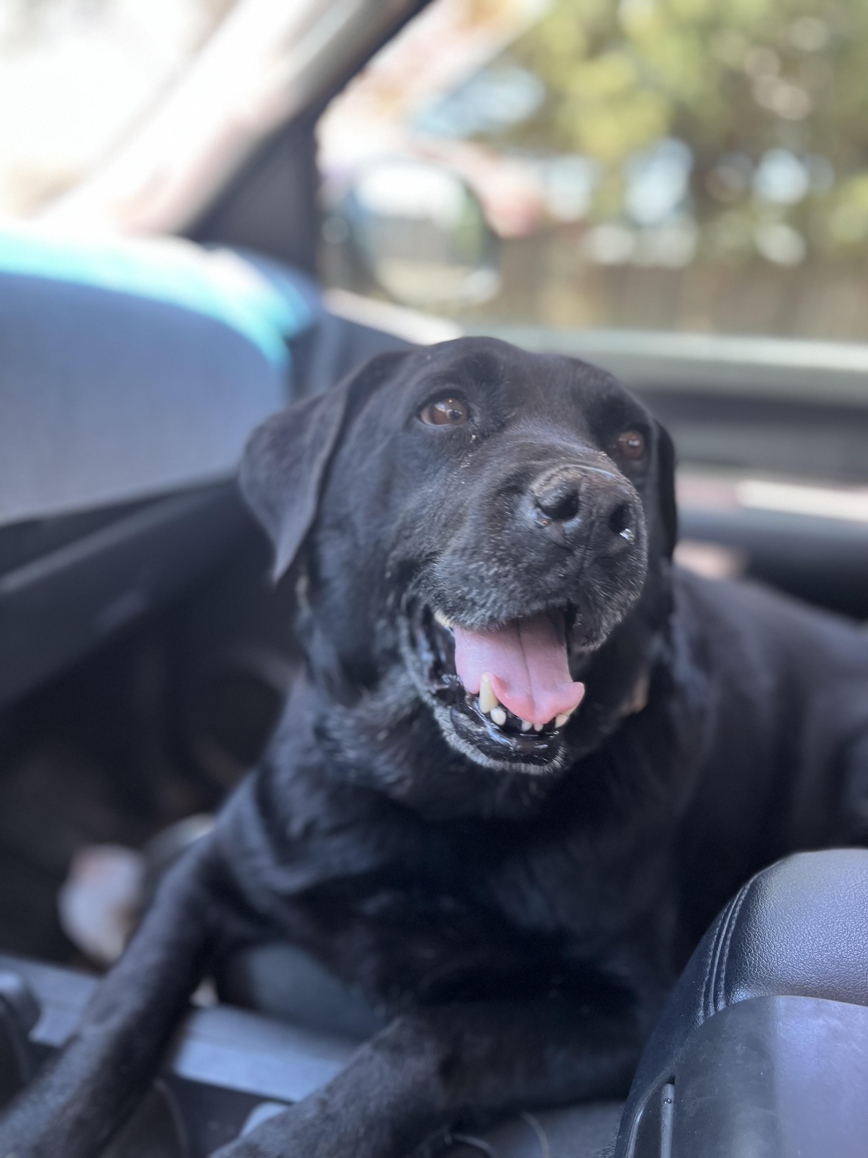 Enlarge Walter (Wally), a Adoptable mixed breed in Dallas , TX image 2/3