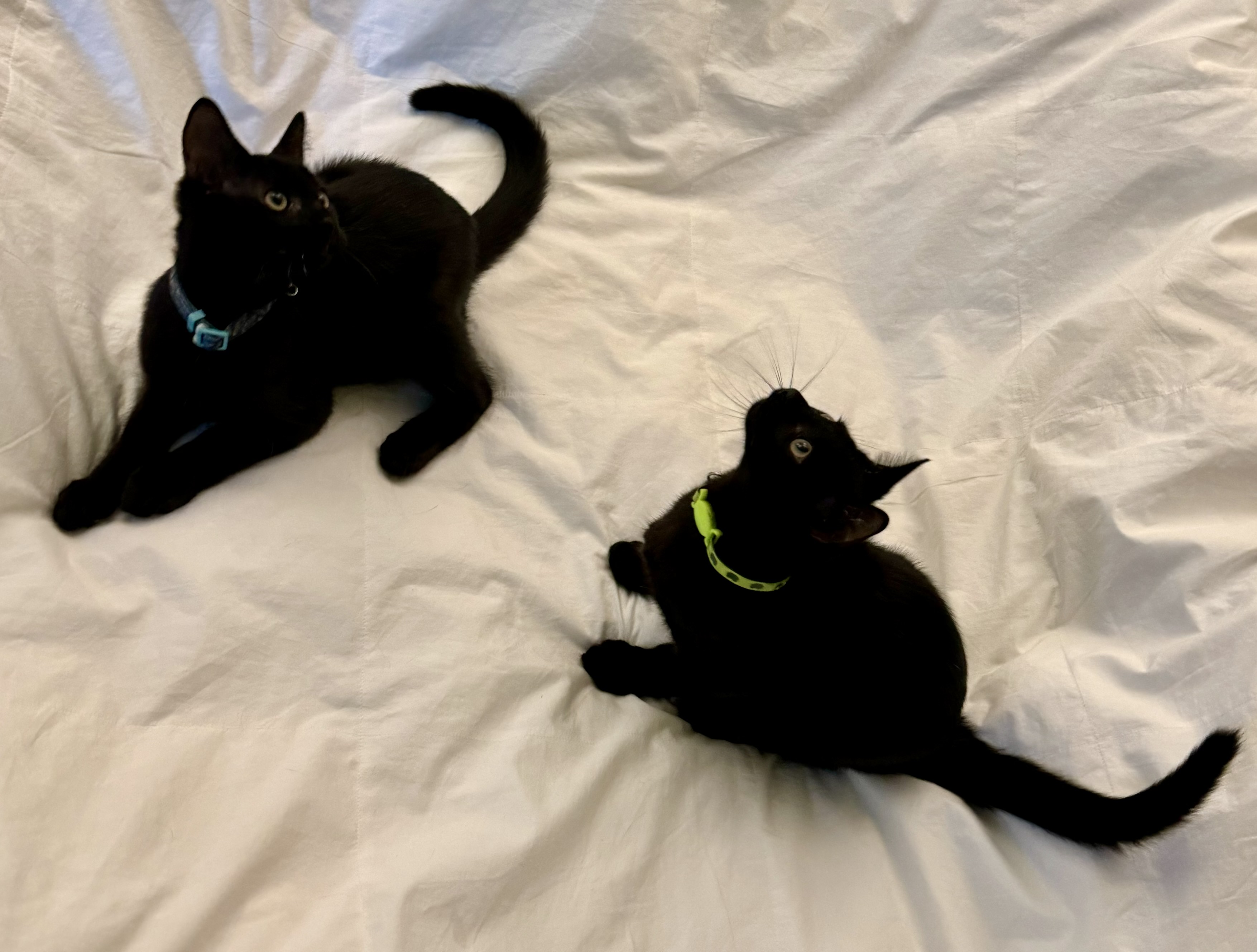 Enlarge Goblet, a Adoptable American Shorthair in Los Angeles, CA image 3/5