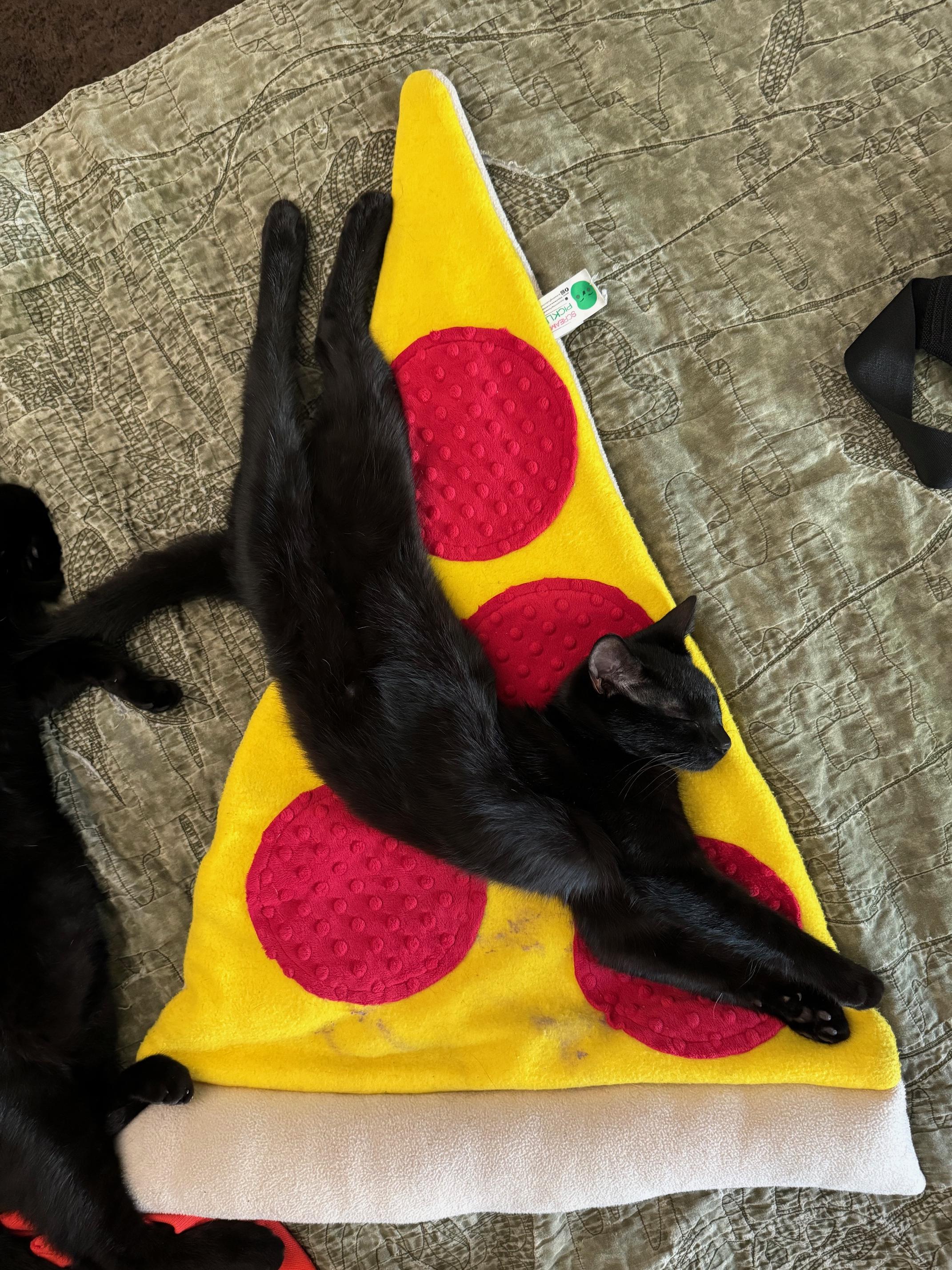 Enlarge Goblet, a Adoptable American Shorthair in Los Angeles, CA image 4/5