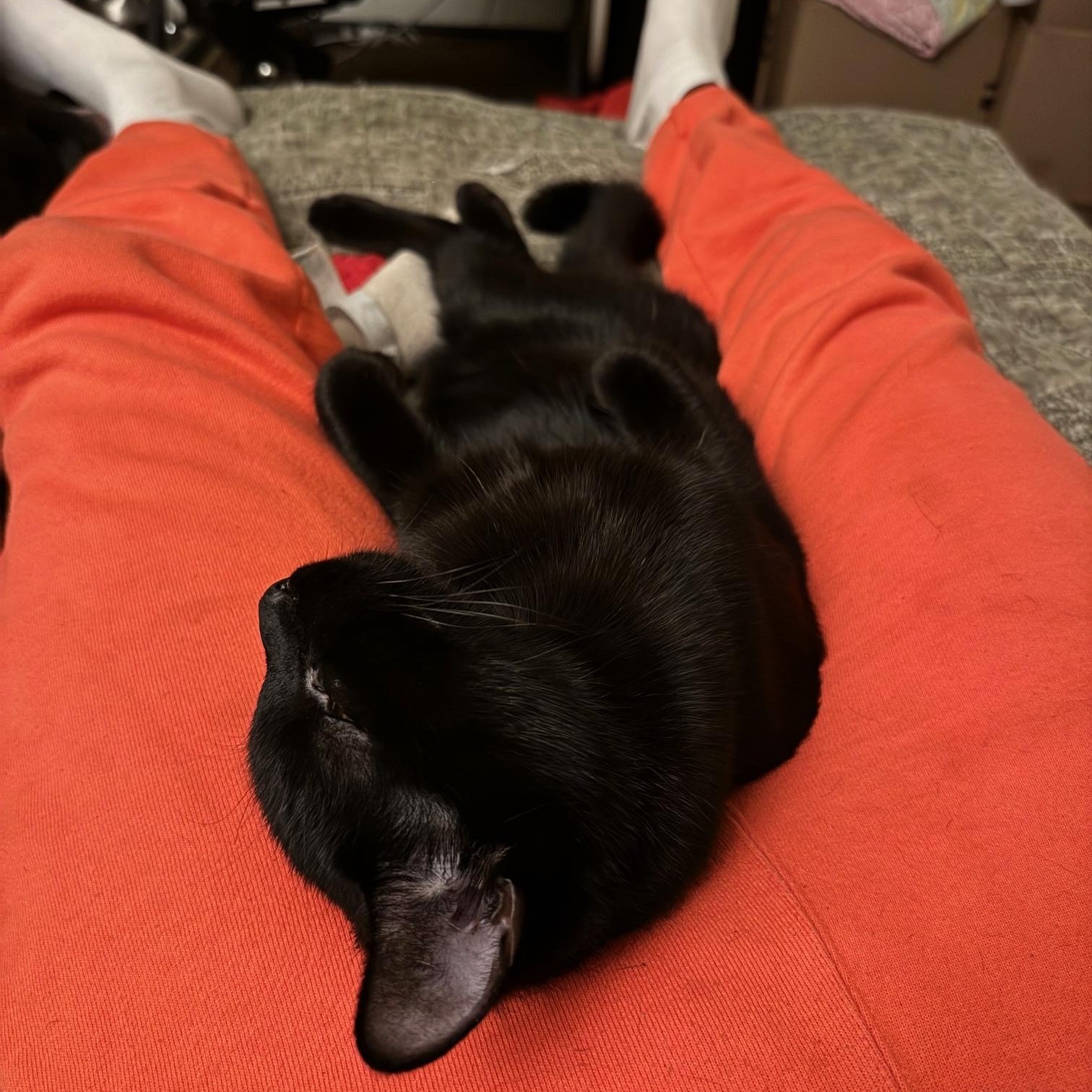 Enlarge Goblet, a Adoptable American Shorthair in Los Angeles, CA image 5/5