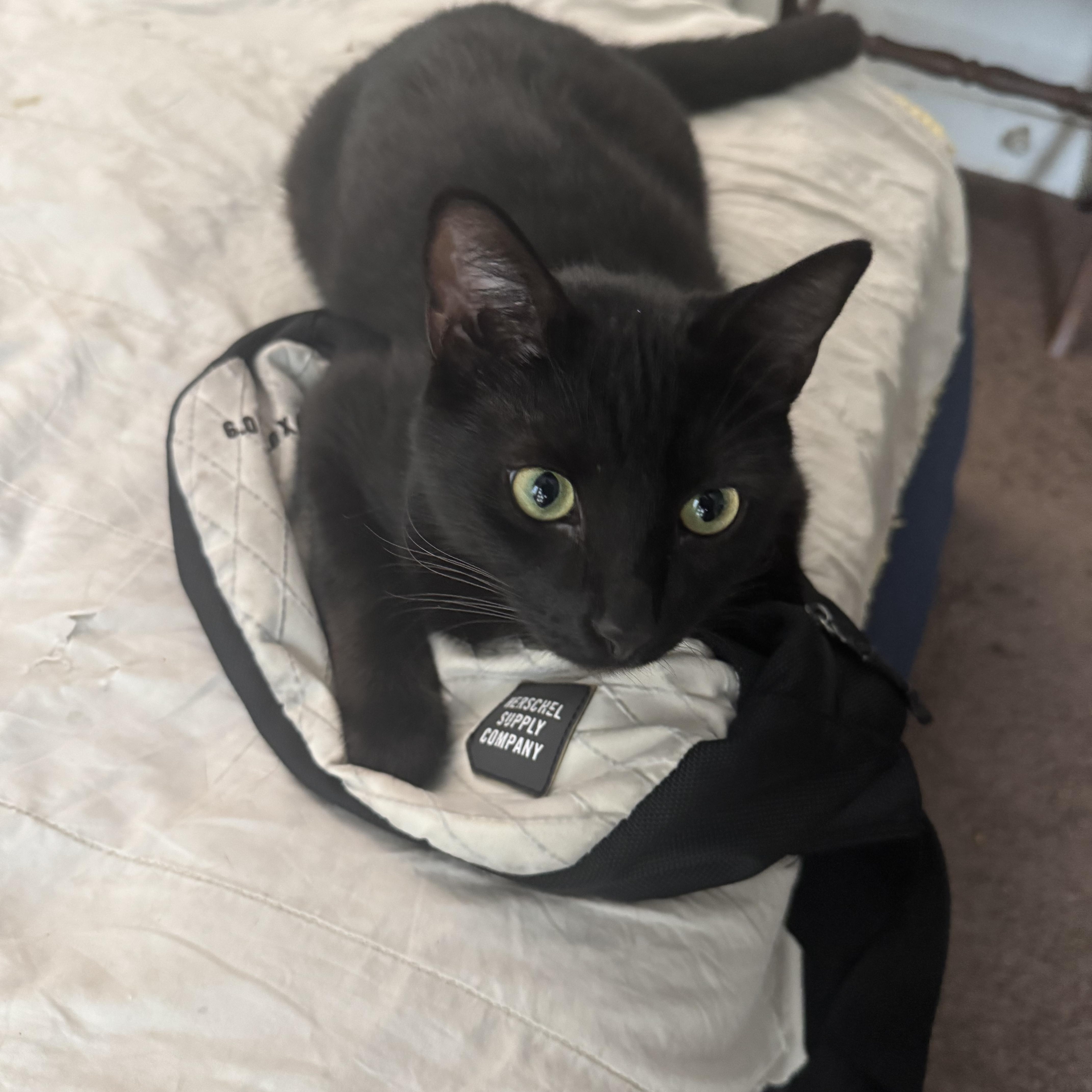 Goblet, Adoptable, Young Male American Shorthair.