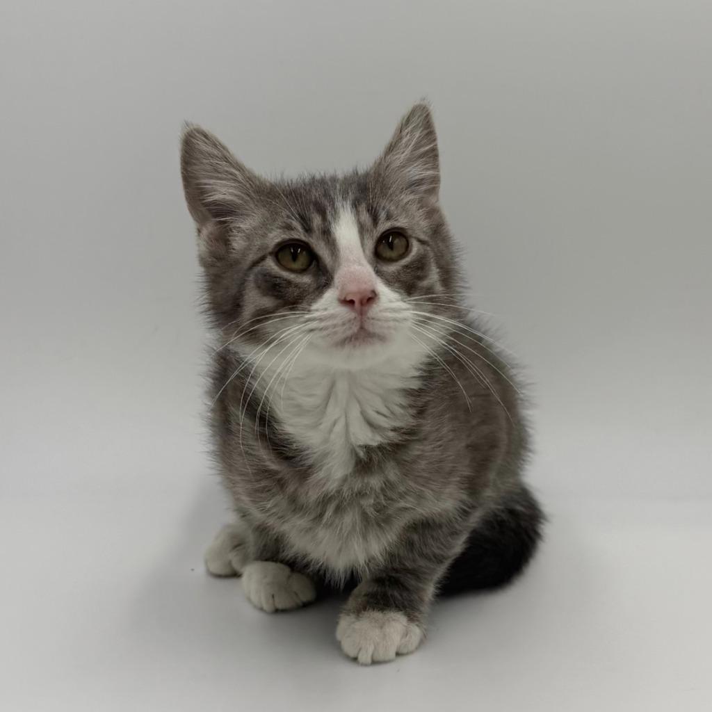 Chicken Pot Pie thumbnail 2