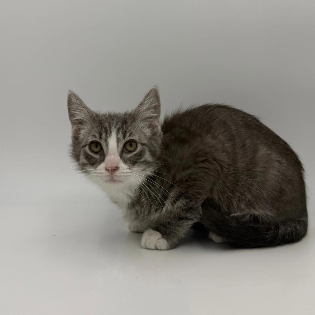 Chicken Pot Pie thumbnail 3