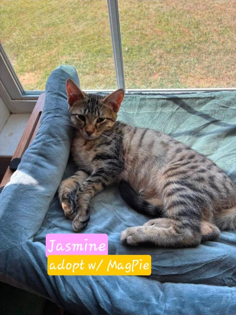 Jasmine, Adoptable, Kitten Female Domestic Short Hair.