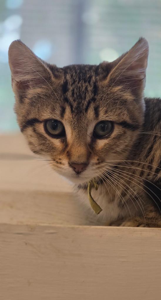 Enlarge Jasmine, a Adoptable mixed breed in Miami, OK image 2/6