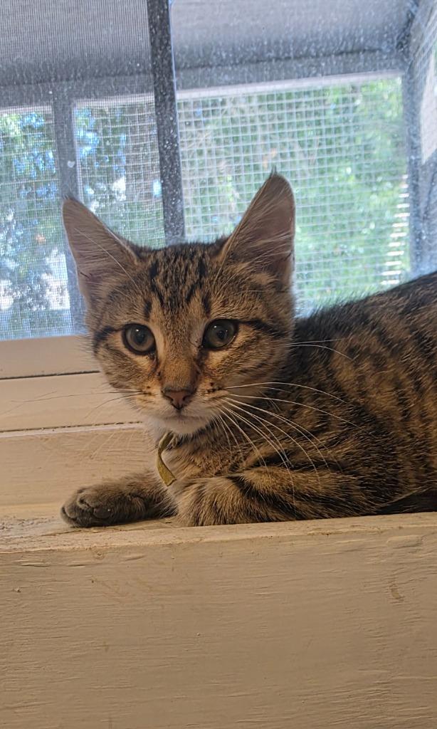 Enlarge Jasmine, a Adoptable mixed breed in Miami, OK image 6/6