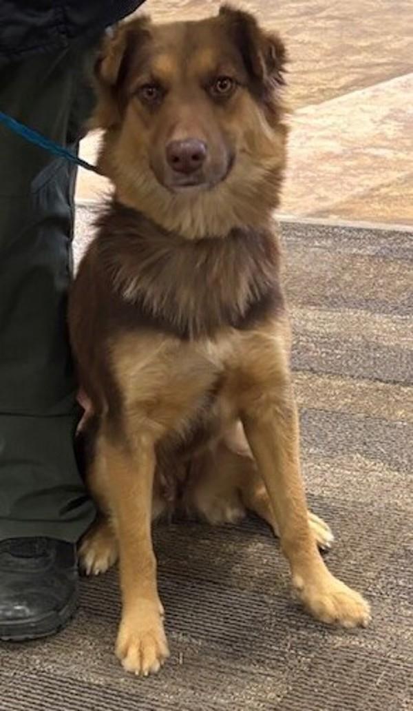 26-01-0110a Paris, Adoptable, Adult Female Shepherd.