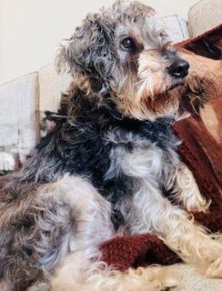Charlie {COMING SOON}, Adoptable, Senior Male Shih Tzu & Terrier.