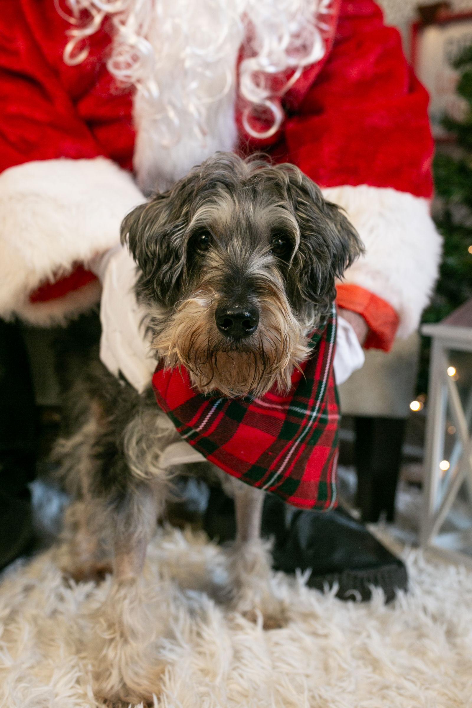 Enlarge Charlie {HOSPICE FOSTER/ADOPTER NEEDED}, a Adoptable mixed breed in Nashville, TN image 2/2