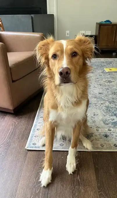 Hank, a Adoptable mixed breed in Falls Church, VA image 1/2