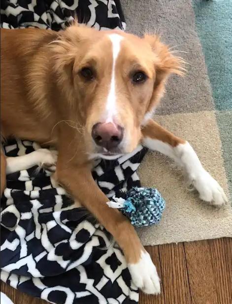 Hank, a Adoptable mixed breed in Falls Church, VA image 2/2