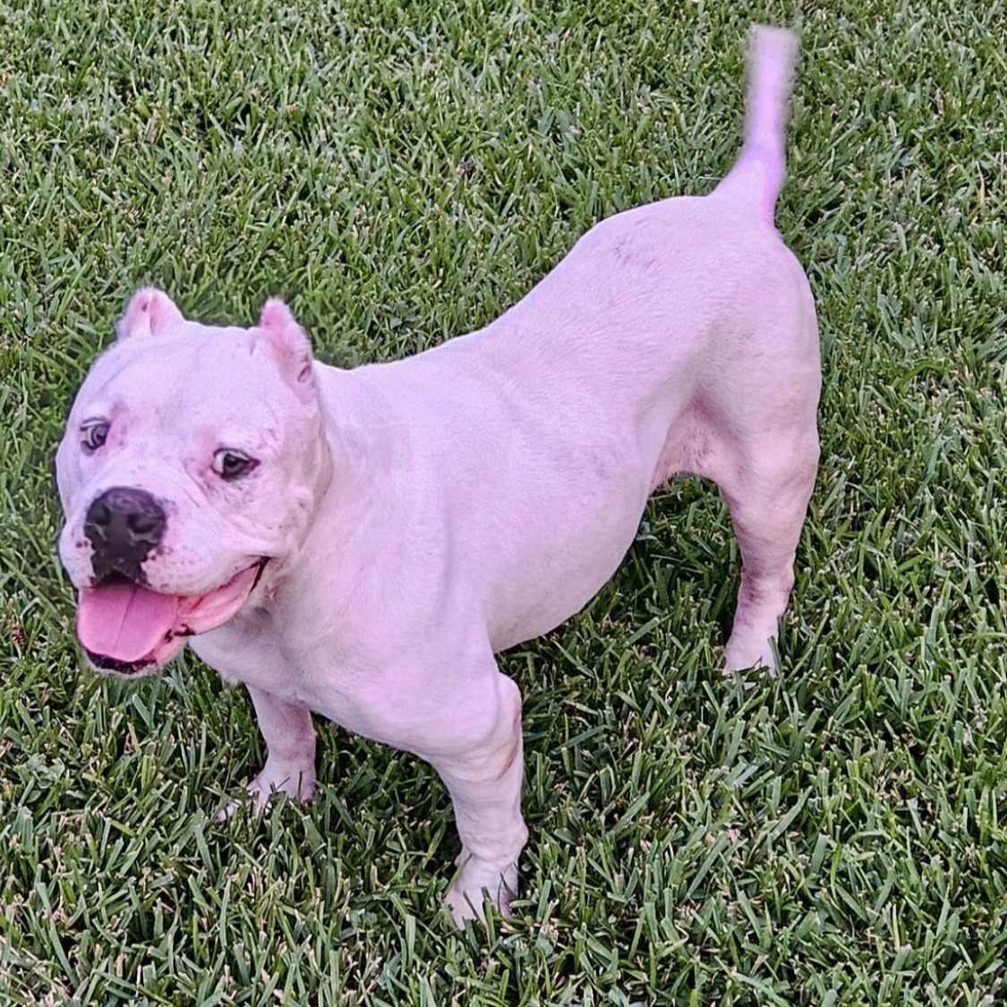 Otis — thumbnail 2