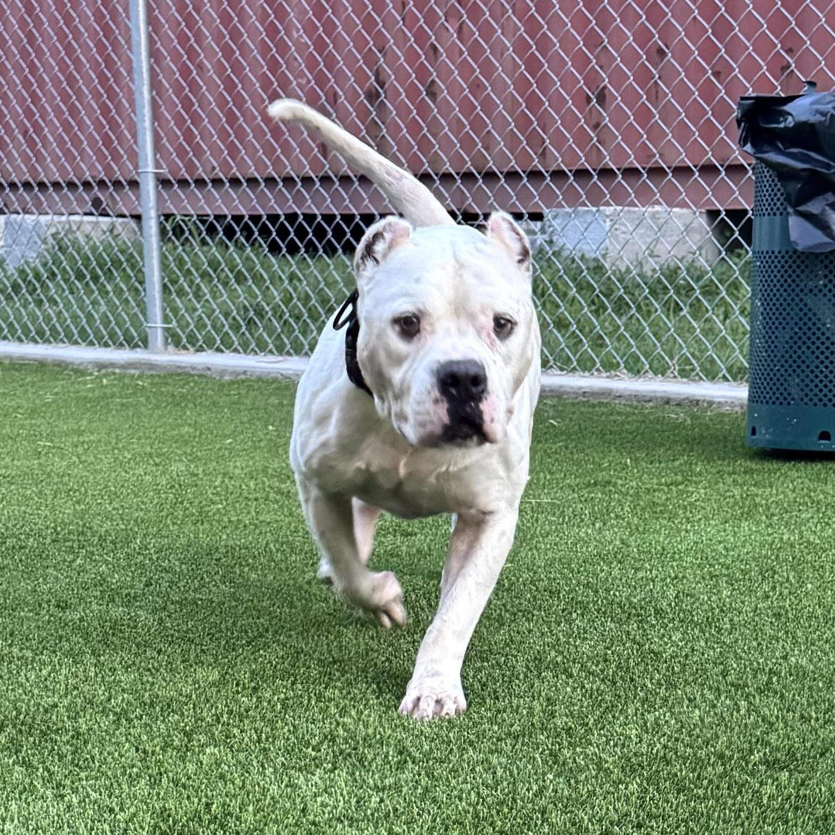 Otis — thumbnail 5