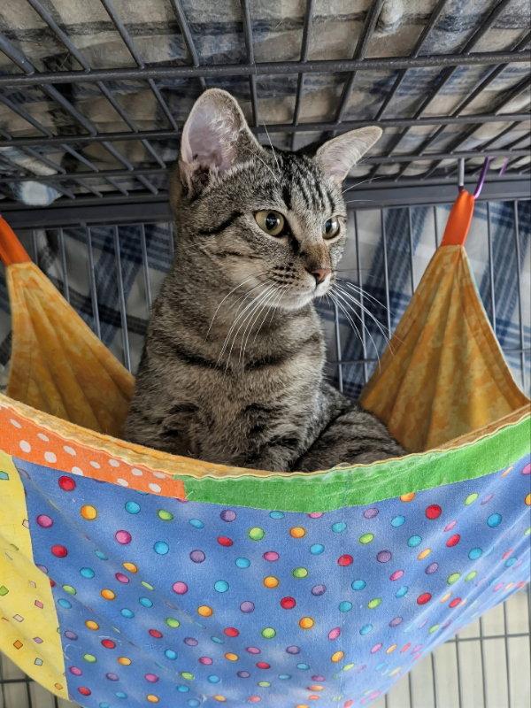 Enlarge Sparrow, a Adoptable mixed breed in Ocala, FL image 1/3