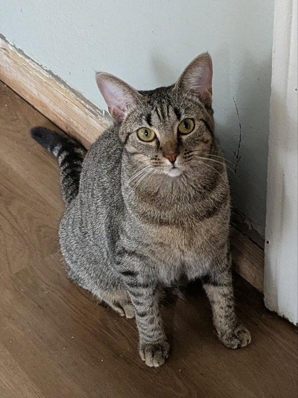 Enlarge Sparrow, a Adoptable mixed breed in Ocala, FL image 3/3