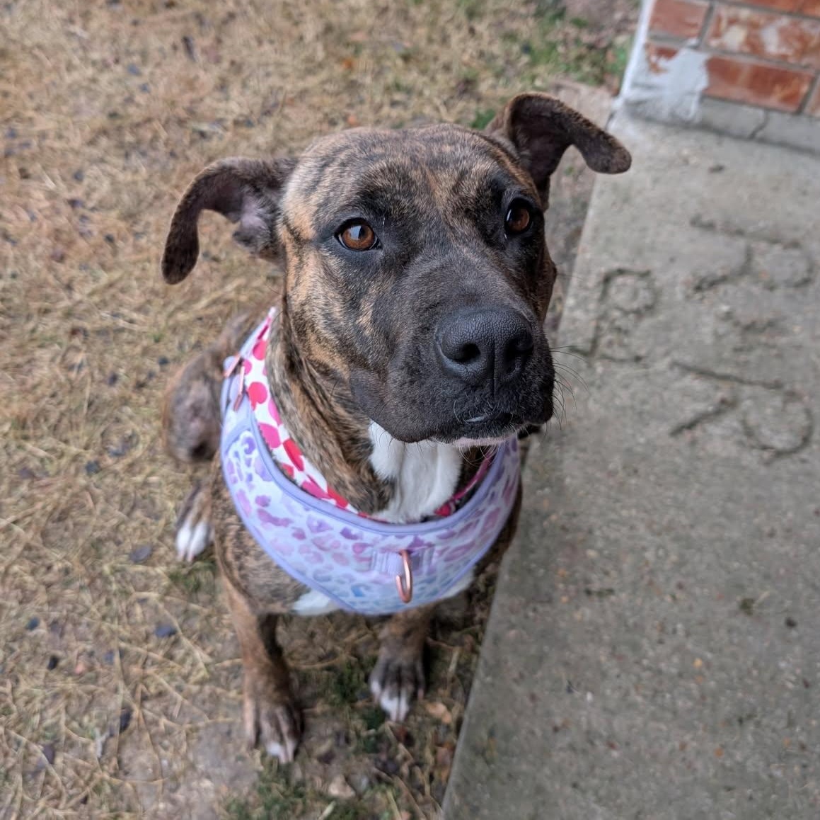 Enlarge Zoe, a Adoptable mixed breed in Cheyenne, WY image 3/6