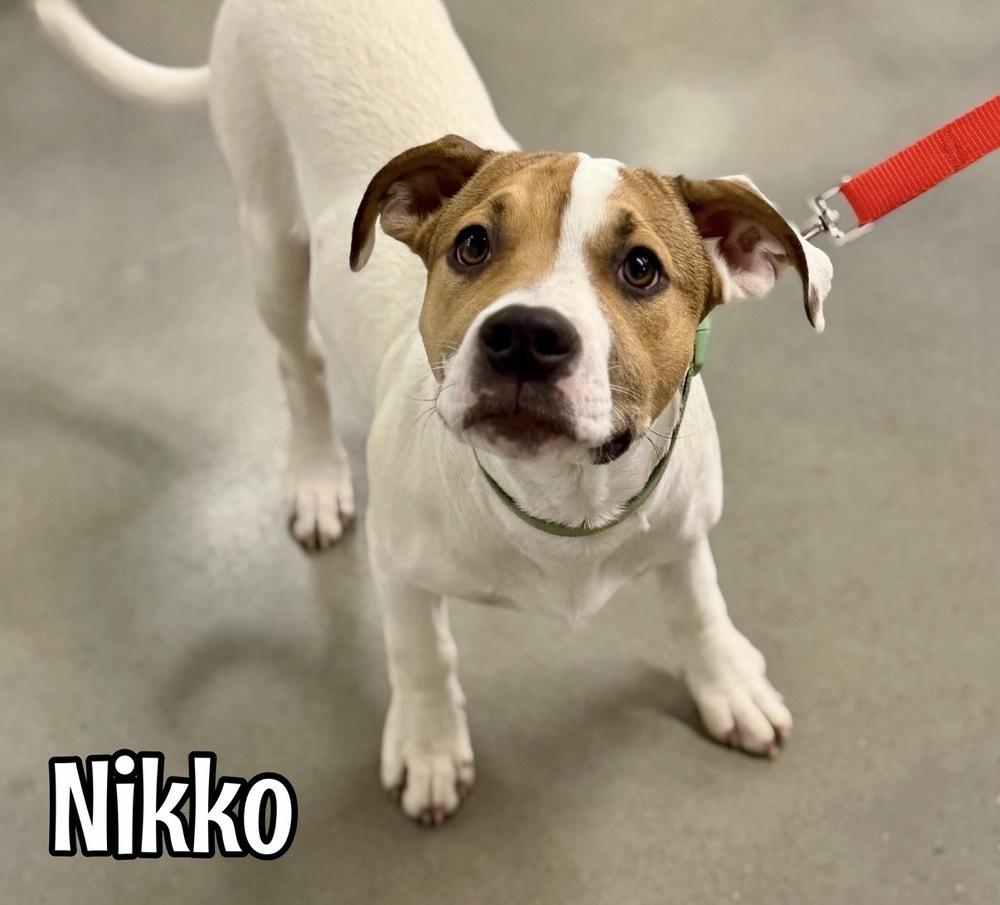 Enlarge Nikko, a Adoptable mixed breed in Tulsa, OK image 4/6