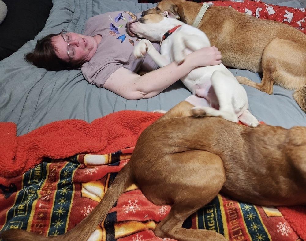 Enlarge Nikko, a Adoptable mixed breed in Tulsa, OK image 5/6