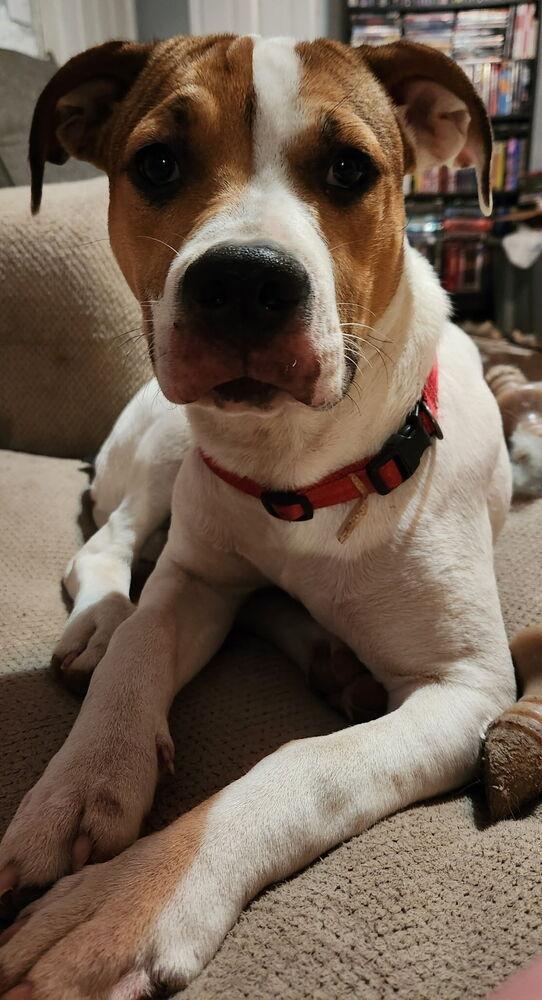 Enlarge Nikko, a Adoptable mixed breed in Tulsa, OK image 6/6