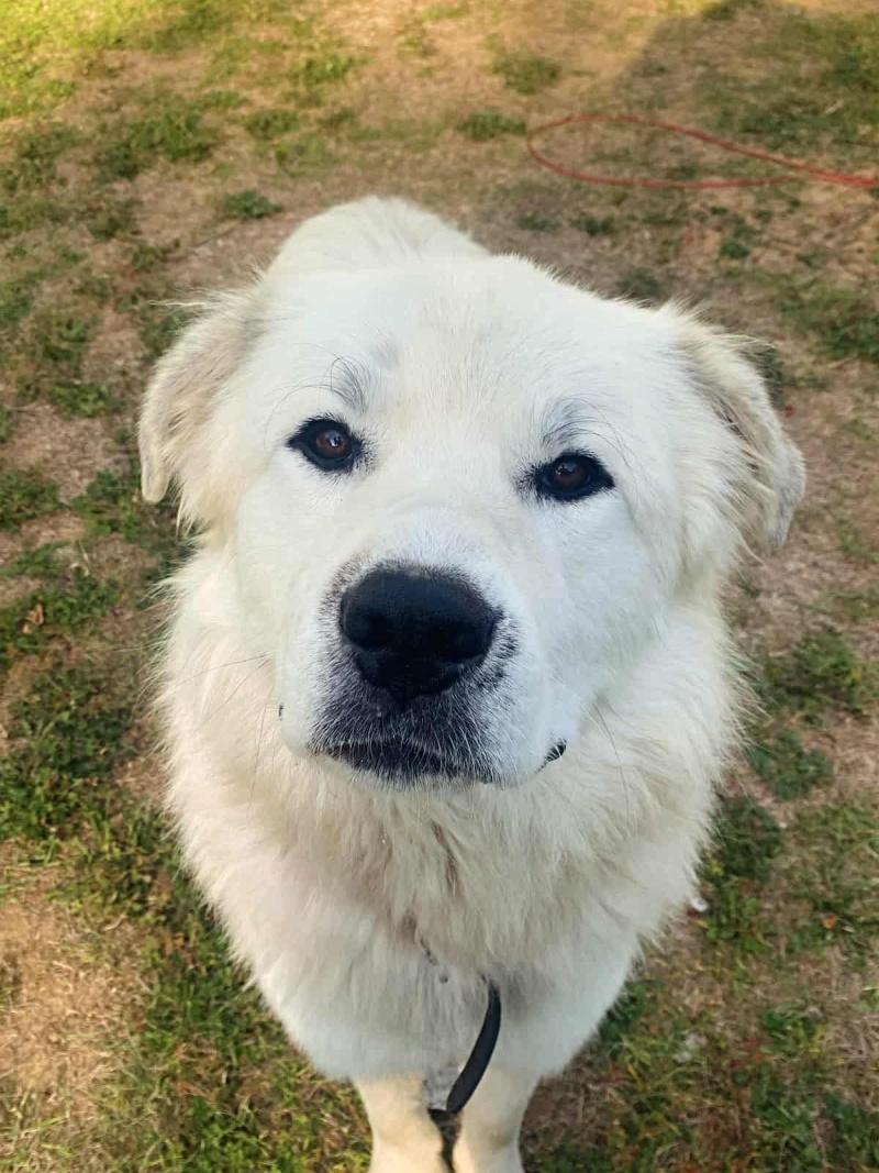 Hank, a Adoptable mixed breed in Bancroft, ON image 1/3