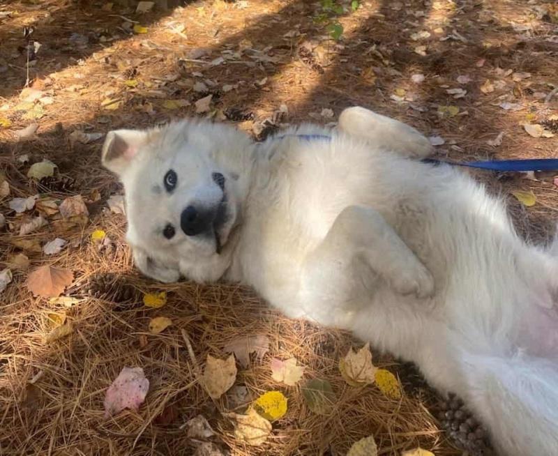 Hank, a Adoptable mixed breed in Bancroft, ON image 2/3