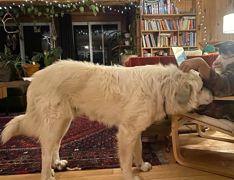 Hank, a Adoptable mixed breed in Bancroft, ON image 3/3