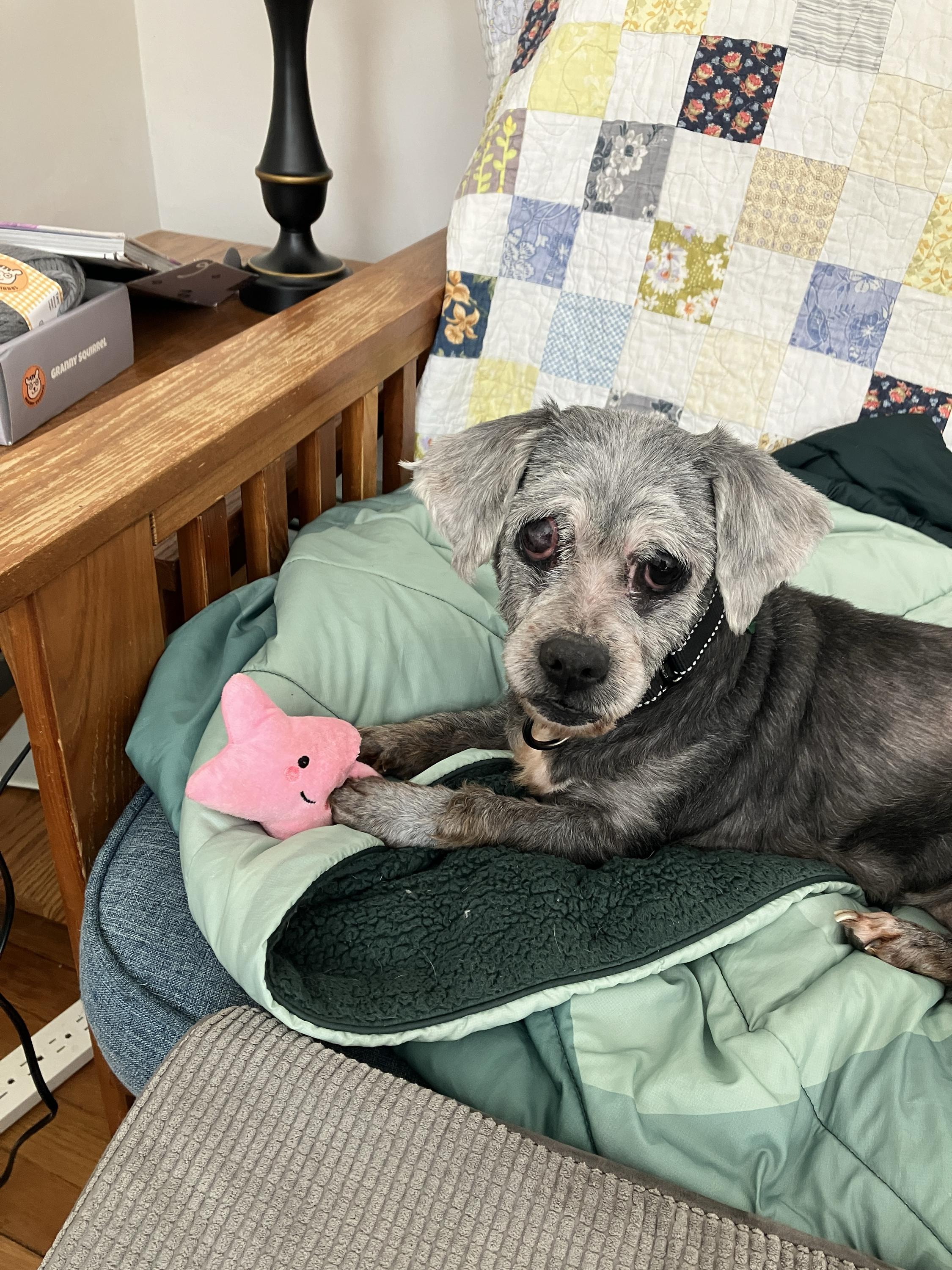 Enlarge Lady, a ADOPTABLE Mixed Breed in Bowdoin, ME image 2/2