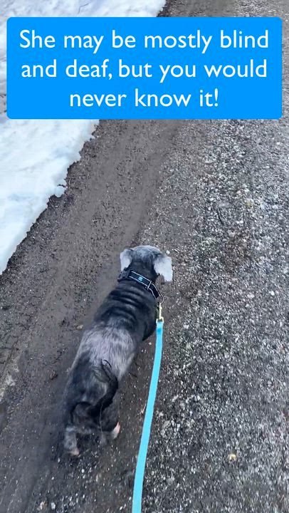 Enlarge Lady, a ADOPTABLE Mixed Breed in Bowdoin, ME video 1/2