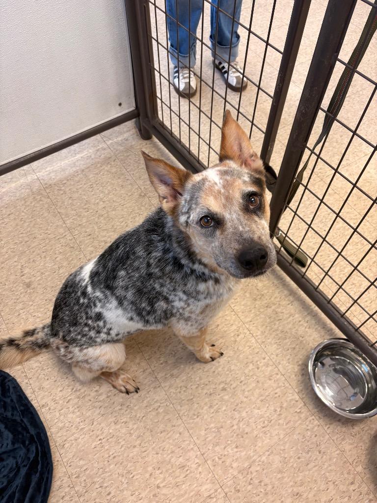 Enlarge Greg, a Adopted mixed breed in Heber City, UT image 1/2