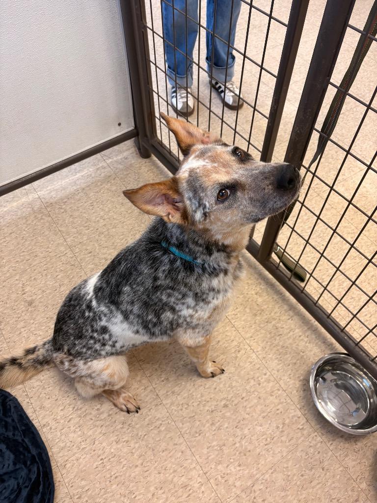Enlarge Greg, a Adopted mixed breed in Heber City, UT image 2/2