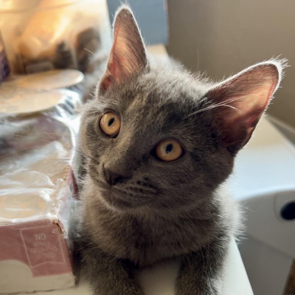 Garth, a Adoptable Domestic Short Hair in North Canton, OH image 1/3