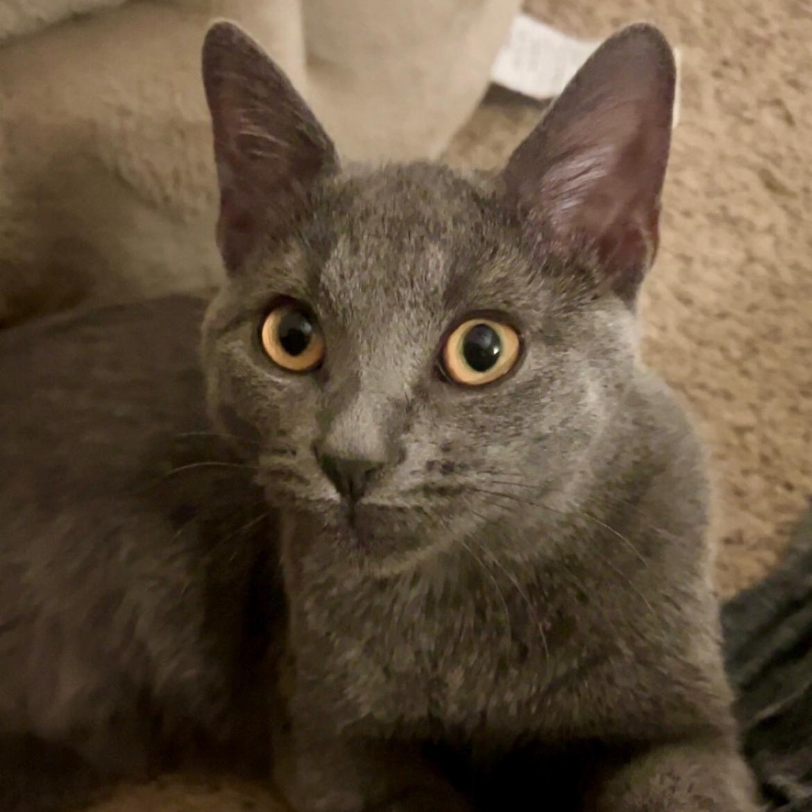 Enlarge Garth, a Adoptable Domestic Short Hair in North Canton, OH image 1/1