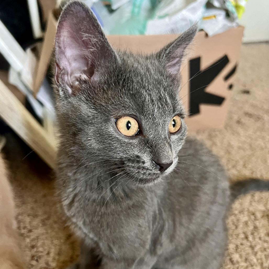 Garth, a Adoptable Domestic Short Hair in North Canton, OH image 2/3