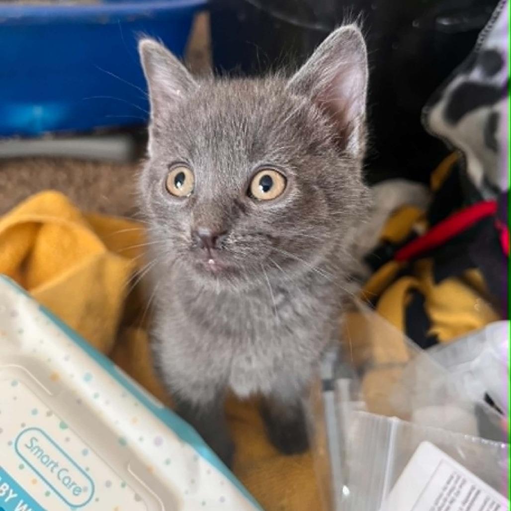 Garth, a Adoptable Domestic Short Hair in North Canton, OH image 3/3
