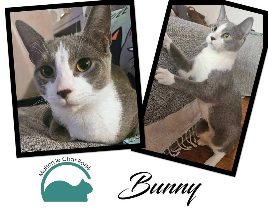 Enlarge Bunny, a Adopted Domestic Short Hair in Montreal-Nord, QC image 4/4