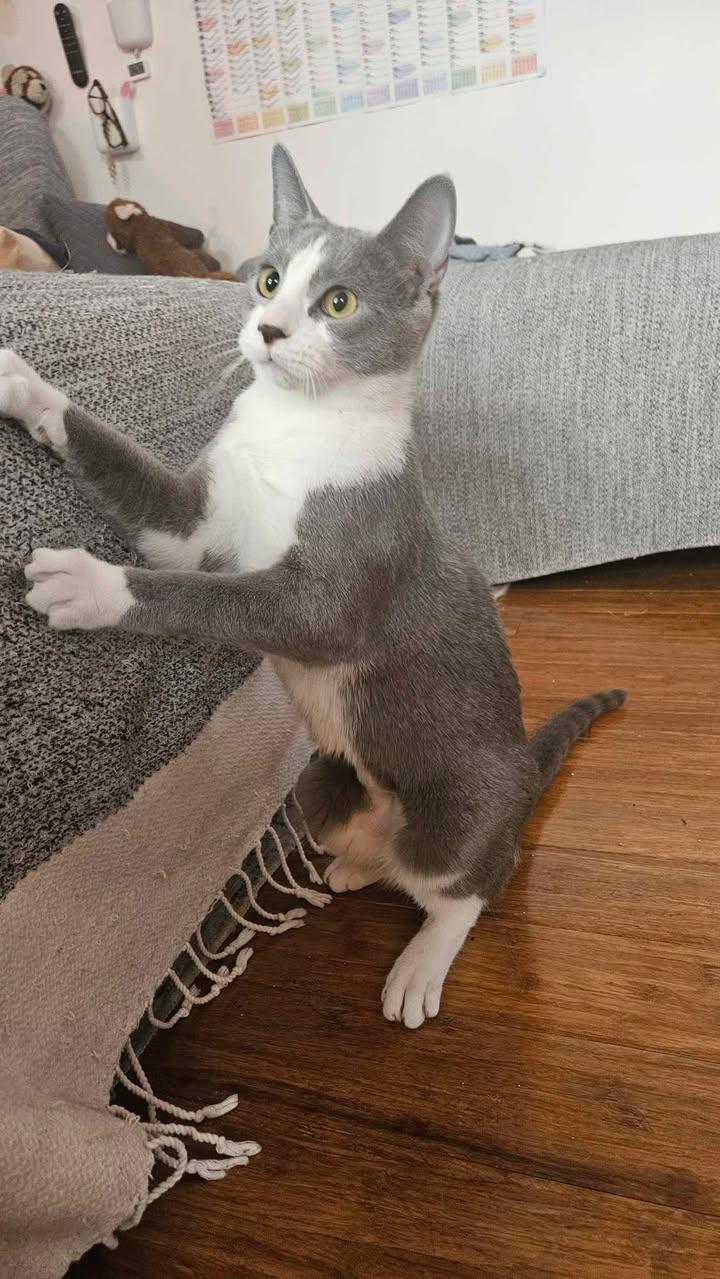 Enlarge Bunny, a Adopted Domestic Short Hair in Montreal-Nord, QC image 3/4