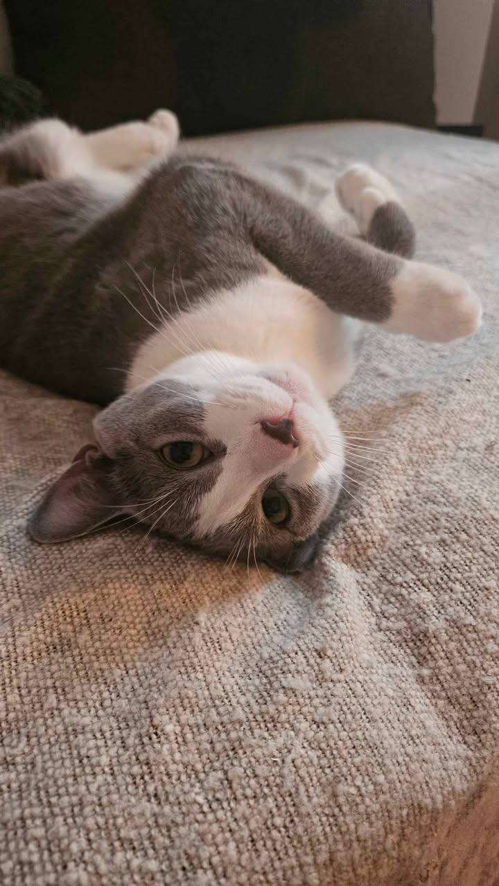 Enlarge Bunny, a Adopted Domestic Short Hair in Montreal-Nord, QC image 1/4