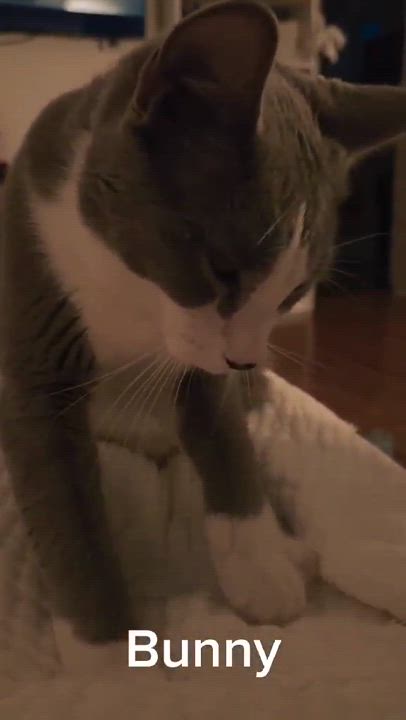 Enlarge Bunny, a Adopted Domestic Short Hair in Montreal-Nord, QC video 2/4