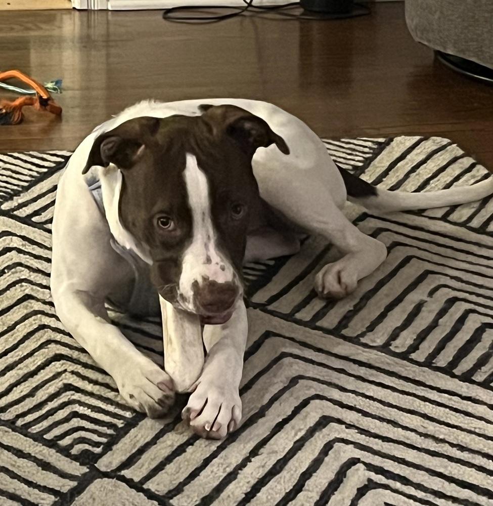 Enlarge Bailey, a Adoptable mixed breed in Syracuse, NY image 2/6