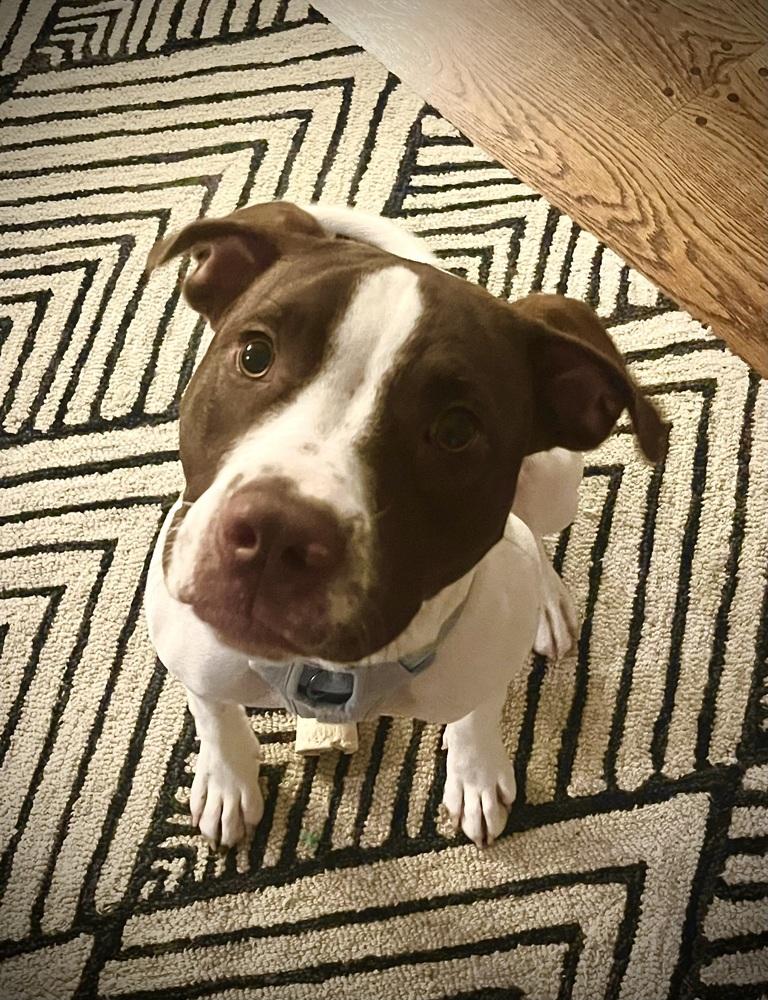 Enlarge Bailey, a Adoptable mixed breed in Syracuse, NY image 4/6