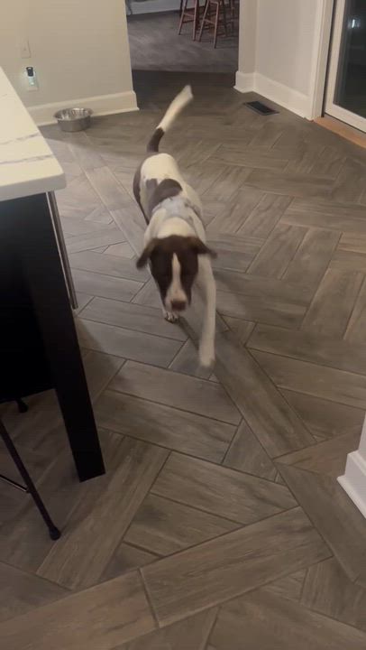 Enlarge Bailey, a Adoptable mixed breed in Syracuse, NY video 5/6