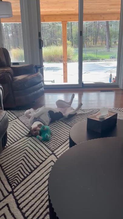 Enlarge Bailey, a Adoptable mixed breed in Syracuse, NY video 6/6