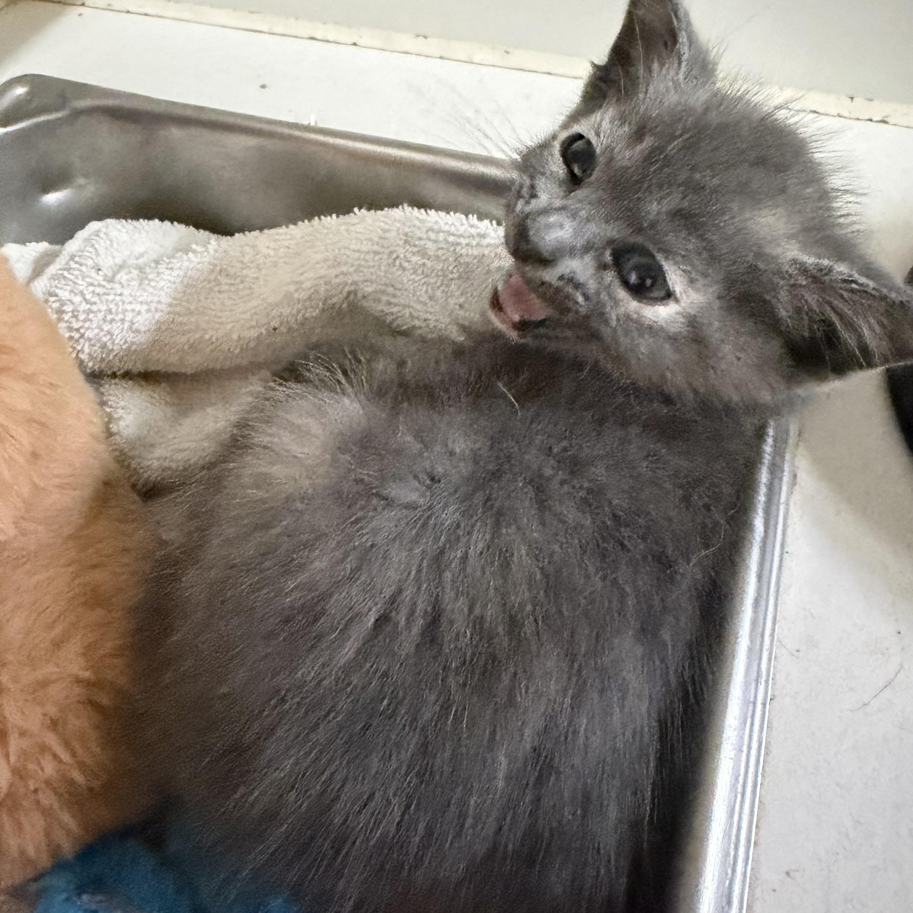 Smokey, ADOPTABLE, Kitten Female Domestic Short Hair.