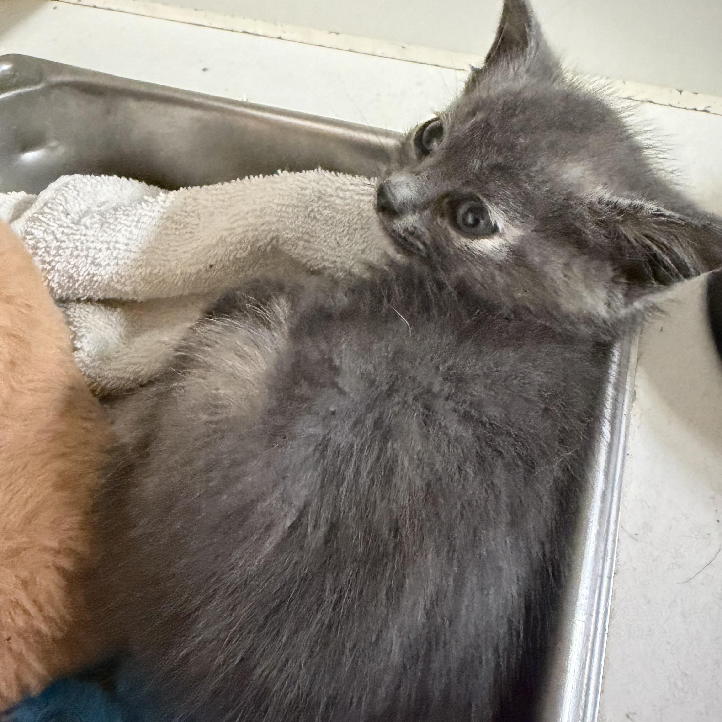 Enlarge Smokey, a ADOPTABLE Domestic Short Hair in Trenton, MO image 2/2