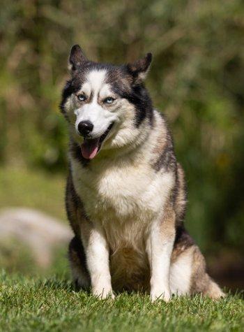Enlarge Ava, a Adoptable mixed breed in Bedford Hills, NY image 5/6