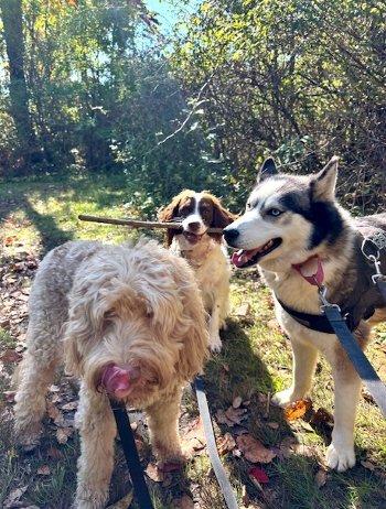 Enlarge Ava, a Adoptable mixed breed in Bedford Hills, NY image 6/6