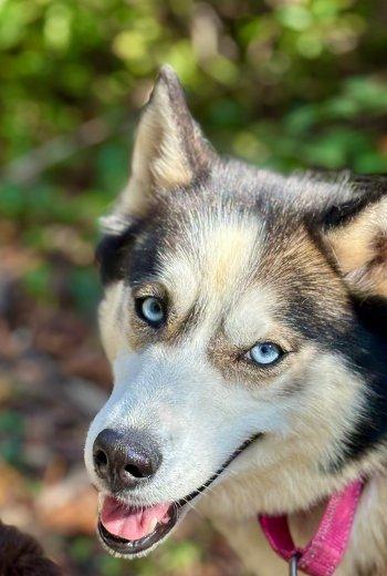 Enlarge Ava, a Adoptable mixed breed in Bedford Hills, NY image 1/6